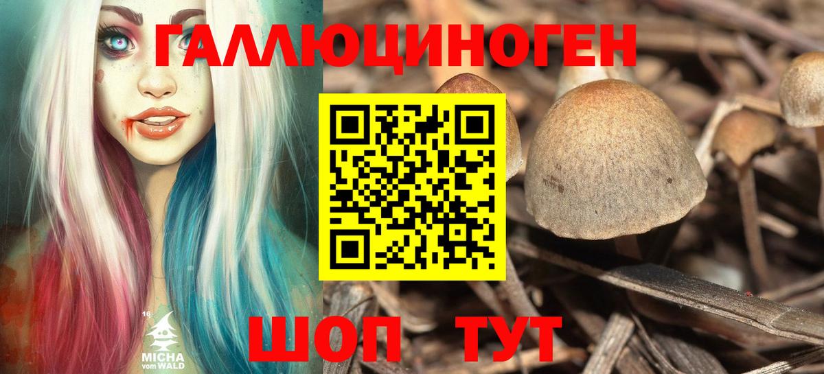 Псилоцибиновые грибы Psilocybine cubensis Звенигород